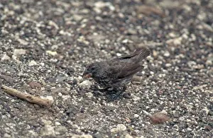Geospiza: Medium Ground Finch