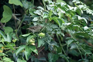 Geospiza: Medium Ground Finch