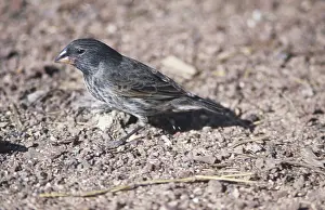 Geospiza: Medium Ground Finch