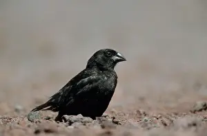 Darwin: Medium Ground Finch - One of Darwin's Finches