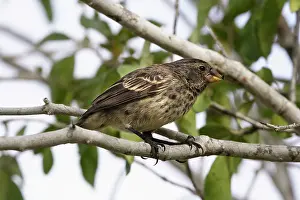Geospiza: Medium Ground Finch - Female