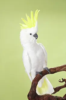 Cockatoo: Medium Sulphur-crested Cockatoo