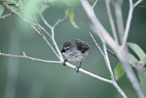 Camarhynchus: Medium Tree Finch
