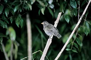 Camarhynchus: Medium Tree Finch