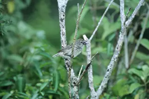 Camarhynchus: Medium Tree Finch