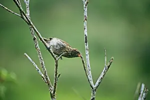 Camarhynchus: Medium Tree Finch - male