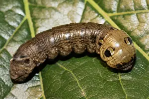 Curved: Medium vine hawk moth caterpillar sitting curved