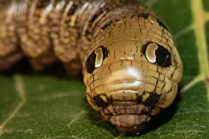 Hawk: Medium vine hawk moth caterpillar sitting on green