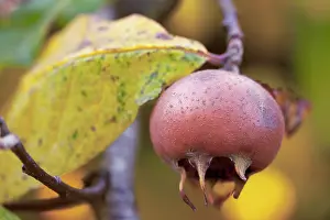 Germanica: Medlar