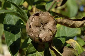 Germanica: Medlar