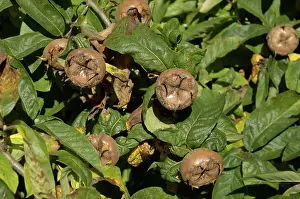 Germanica: Medlar