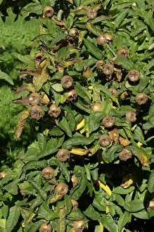 Germanica: Medlar
