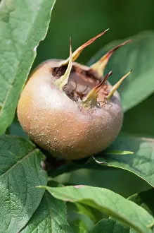 Germanica: Medlar, Mespilus germanica Westerveld, A single