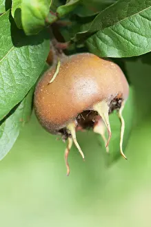 Germanica: Medlar, Mespilus germanica Westerveld, A single