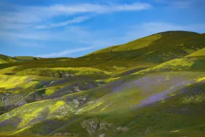 Hillside: Medley of brilliant wildflowers covers the California