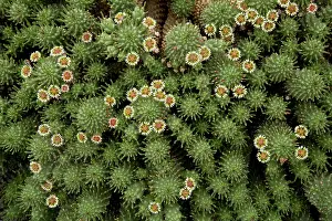 Euphorbia: Medusa's Head - Euphorbia caput-medusae