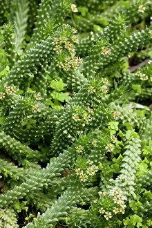 Spurge: Medusa's Head Spurge. near Cape Town, South Africa