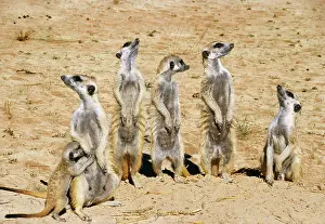 Nervous: Meercats / Suricates - on look out all looking