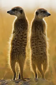 Sentry: Meerkat