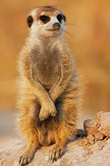 Sentry: Meerkat