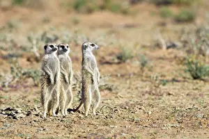 Suricates: Meerkat