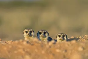 Suricates: Meerkat