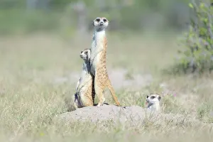 Makgadikgadi: Meerkat