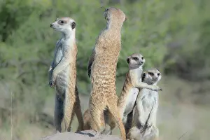 Makgadikgadi: Meerkat