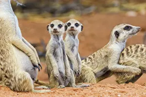 110522: Meerkat babies sitting upright. Kalahari, Transfrontier
