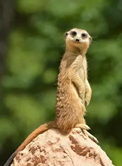 Suricates: Meerkat on lookout