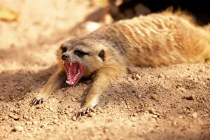 Mongooses: Meerkat lying in the sand, yawning, Kruger National