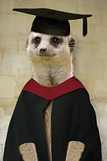 Composite: Meerkat - in mortar board and gown