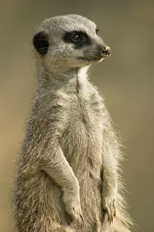 Sentry: Meerkat - sentry with sand on nose