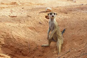 Erect: Meerkat standing upright. Kalahari, Transfrontier