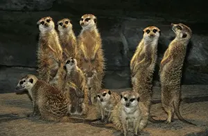 Meerkat: Meerkat, suricata (Suricata suricatta)