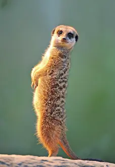 Suricates: Meerkat (Suricata suricatta)
