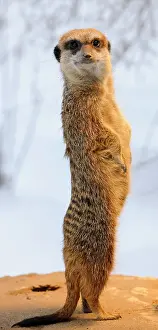 Suricates: Meerkat (Suricata Suricatta)