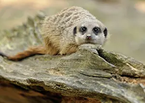 Suricates: Meerkat (Suricata suricatta)