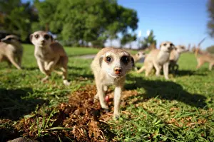 Suricates: Meerkat (Suricata suricatta)