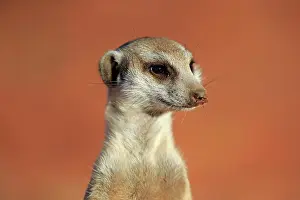 Tswalu: Meerkat (Suricata suricatta), adult, animal portrait