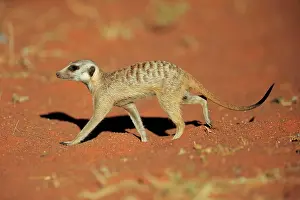 Tswalu: Meerkat (Suricata suricatta), adult, running, Tswalu