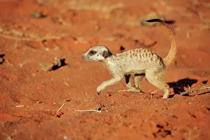 Tswalu: Meerkat (Suricata suricatta), adult, running, Tswalu
