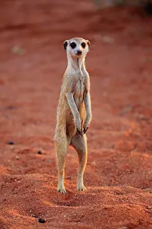 Tswalu: Meerkat (Suricata suricatta), adult, standing upright