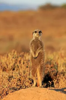 Oudtshoorn: Meerkat (Suricata suricatta), adult, standing upright