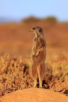 Oudtshoorn: Meerkat (Suricata suricatta), adult, standing upright