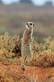 Oudtshoorn: Meerkat (Suricata suricatta), adult, standing upright