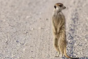 Roads: Meerkat (Suricata suricatta), adult