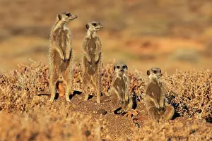 Erect: Meerkat (Suricata suricatta), adult, animal family