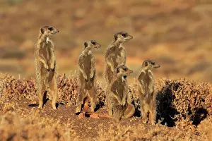 Suricatta: Meerkat (Suricata suricatta), adult, animal family