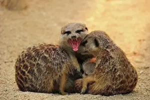 Concentrated: Meerkat (Suricata suricatta), three adult animals